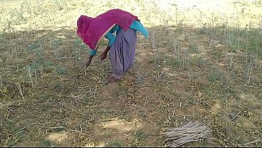 देसी इंडियन बॉयफ्रेंड ने खेत में काम कर रही अपनी मस्त औरत को जमकर चोदा